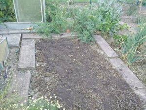 Oben: wild gewachsene gut tragende Tomaten im Freiland / Hecken-Schnitt Bokashi mit Erde