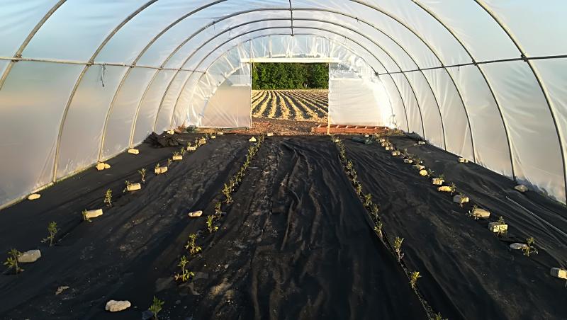 Tomaten mit EM effektive Mikroorganismen anbauen im Gewächshaus